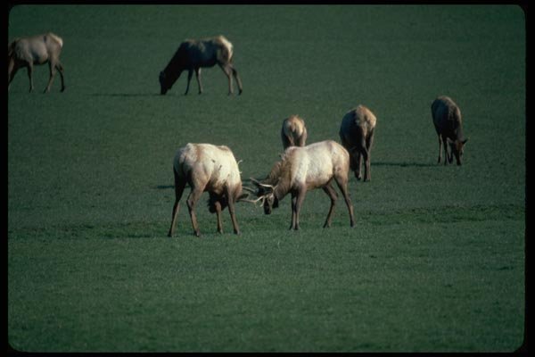 006062 Elk Fighting A4 Photo Print