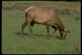 006063 Young Elk A4 Photo Print