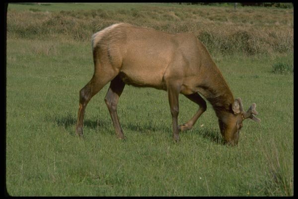 006063 Young Elk A4 Photo Print