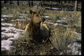 006064 Female Elk Reclining, Winter A4 Photo Print