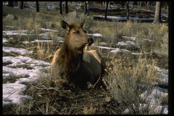 006064 Female Elk Reclining, Winter A4 Photo Print