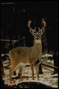 006065 Buck Deer A4 Photo Print