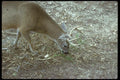 006066 Key Deer Grazing A4 Photo Print