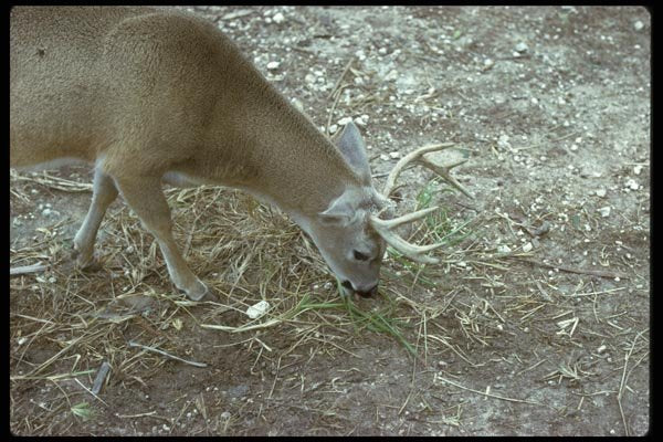 006066 Key Deer Grazing A4 Photo Print
