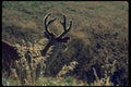 006068 Buck With Velvet Antlers A4 Photo Print
