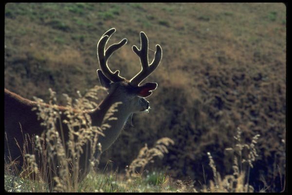 006068 Buck With Velvet Antlers A4 Photo Print