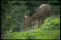 006069 Mule Deer Doe A4 Photo Print