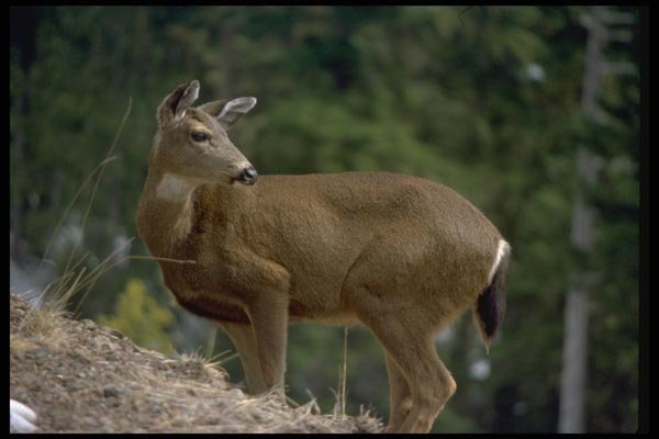 006070 Doe Looking Back A4 Photo Print