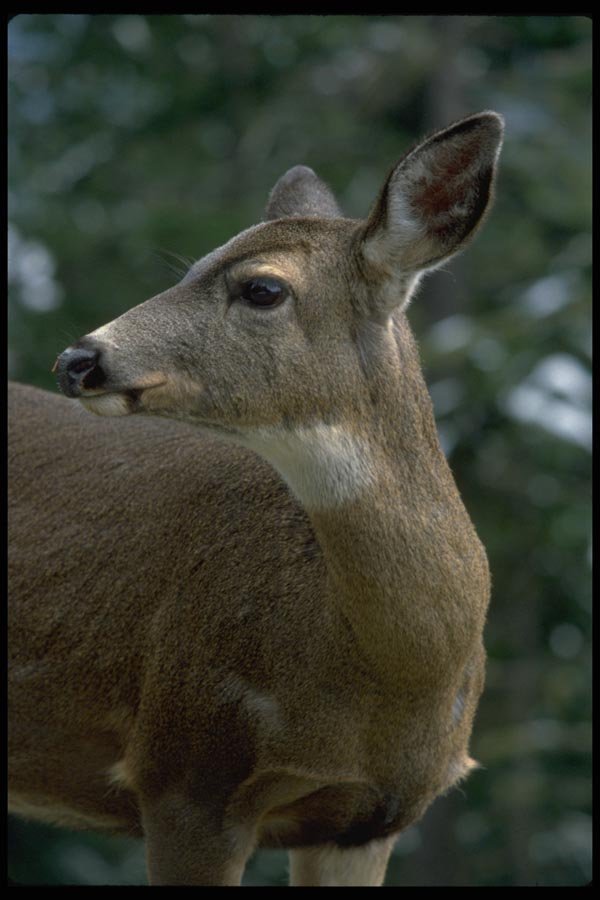 006071 Doe Head And Shoulders A4 Photo Print