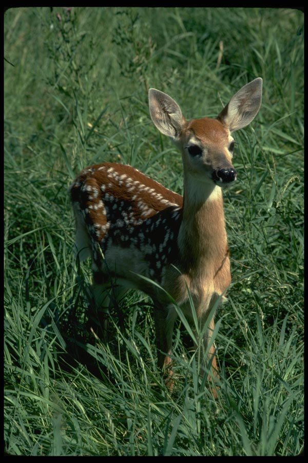 006072 Spotted Fawn A4 Photo Print