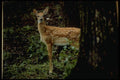 006073 Spotted Fawn Behind Tree A4 Photo Print