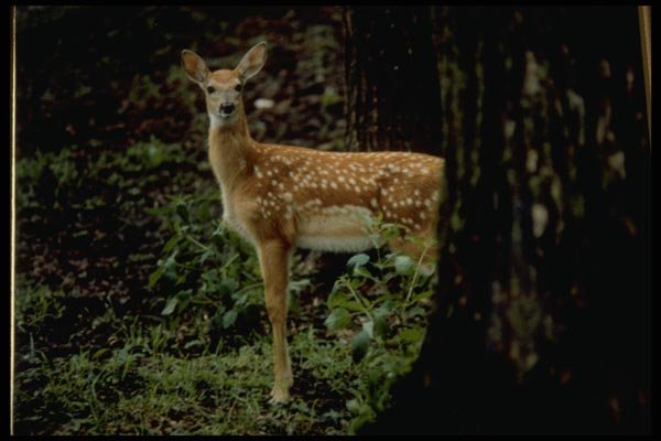 006073 Spotted Fawn Behind Tree A4 Photo Print