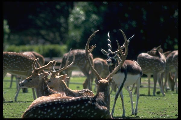 006074 Spotted Deer And Black Buck Antelope A4 Photo Print