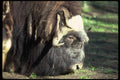 006075 Musk Ox A4 Photo Print