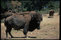 006076 American Bison Shedding A4 Photo Print