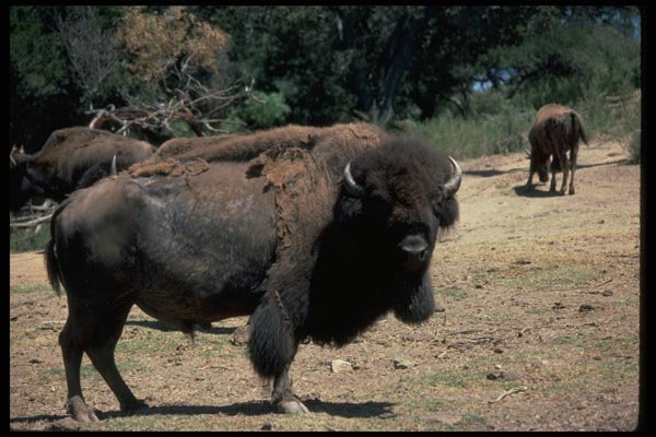 006076 American Bison Shedding A4 Photo Print