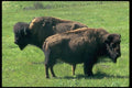 006077 Two American Bison A4 Photo Print