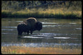 006078 Bison Standing In River A4 Photo Print