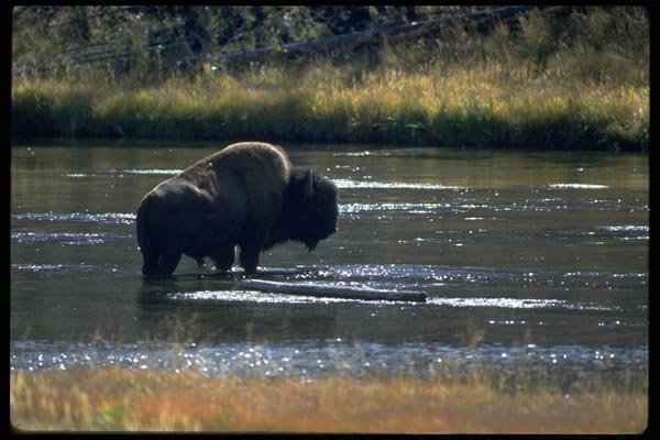 006078 Bison Standing In River A4 Photo Print