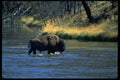 006079 Bison Crossing River A4 Photo Print