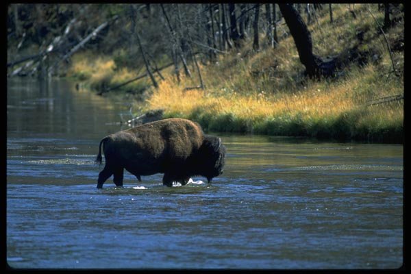 006079 Bison Crossing River A4 Photo Print