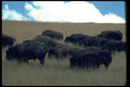 006080 Bison Herd In Dry Grass A4 Photo Print