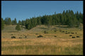006081 Bison Herd On Hillside A4 Photo Print