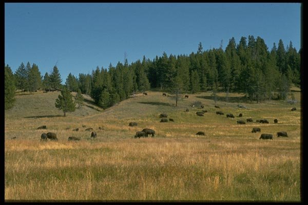 006081 Bison Herd On Hillside A4 Photo Print