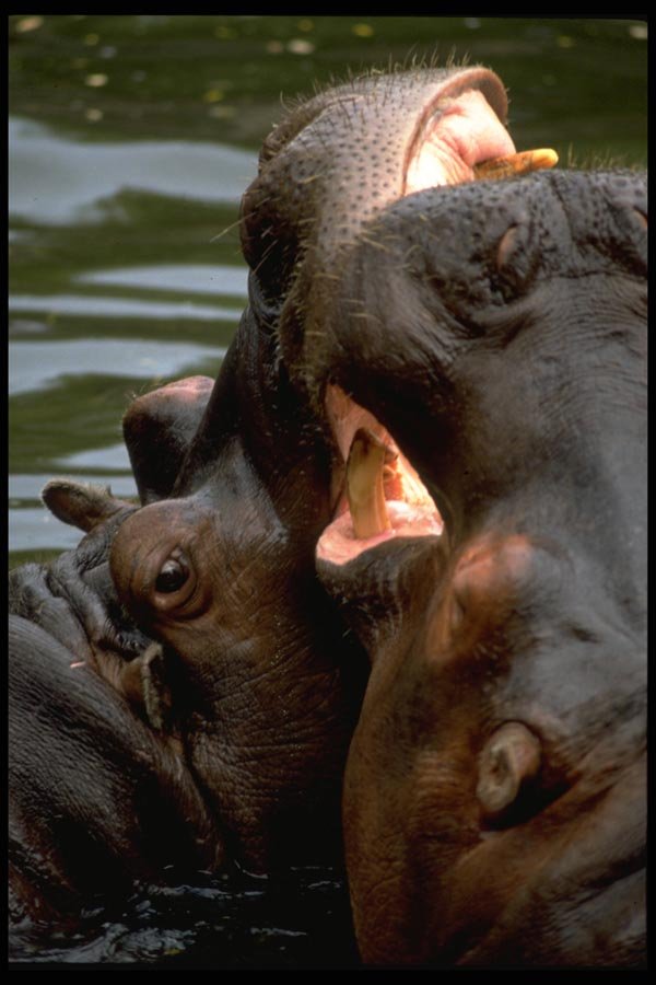 006082 Hippos Fighting, Close Up A4 Photo Print