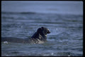 006083 Elephant Seal Swimming A4 Photo Print