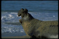 006084 Elephant Seal Roaring On Beach A4 Photo Print