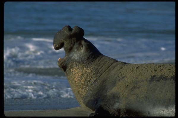 006084 Elephant Seal Roaring On Beach A4 Photo Print