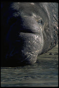 006085 Elephant Seal Head, Frontal A4 Photo Print