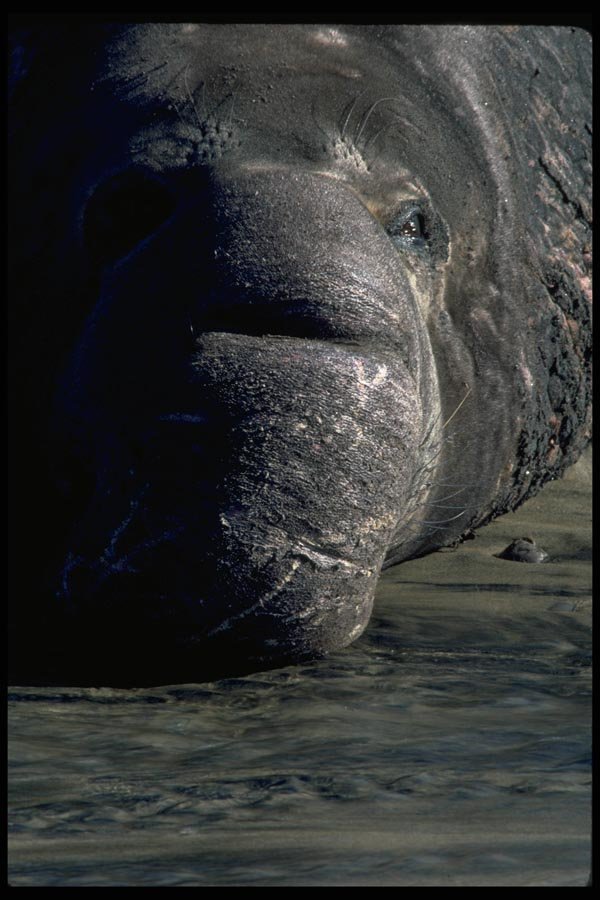 006085 Elephant Seal Head, Frontal A4 Photo Print