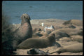006086 Elephant Seal Herd On Beach A4 Photo Print