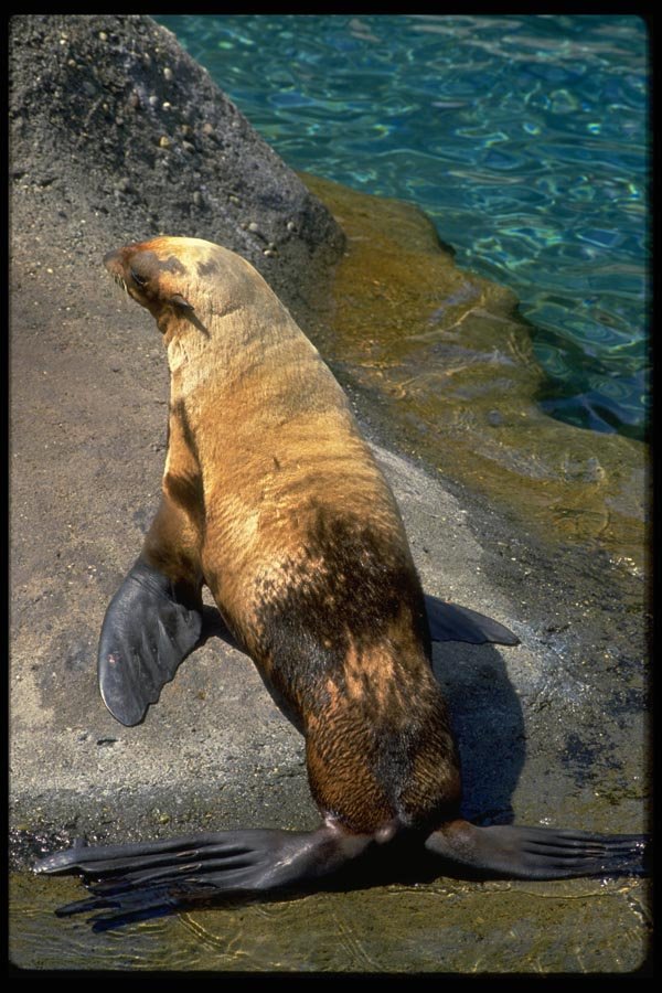 006087 Oil fouled Harbour Seal A4 Photo Print