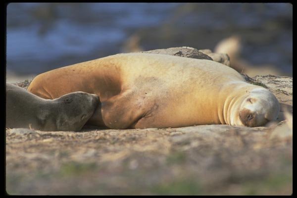006088 California Sea Lion Sleeping A4 Photo Print