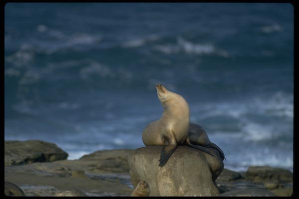 006089 Sea Lion On Rock A4 Photo Print