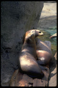 006090 Two Harbour Seal On Wood A4 Photo Print