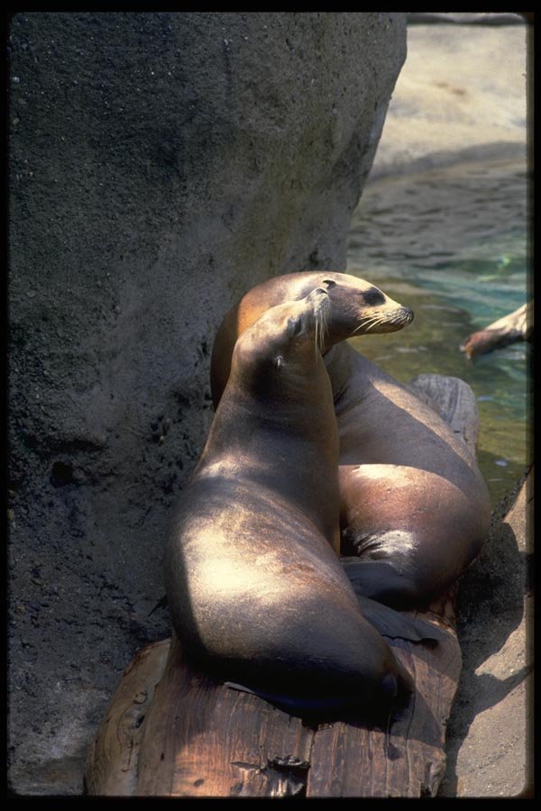 006090 Two Harbour Seal On Wood A4 Photo Print