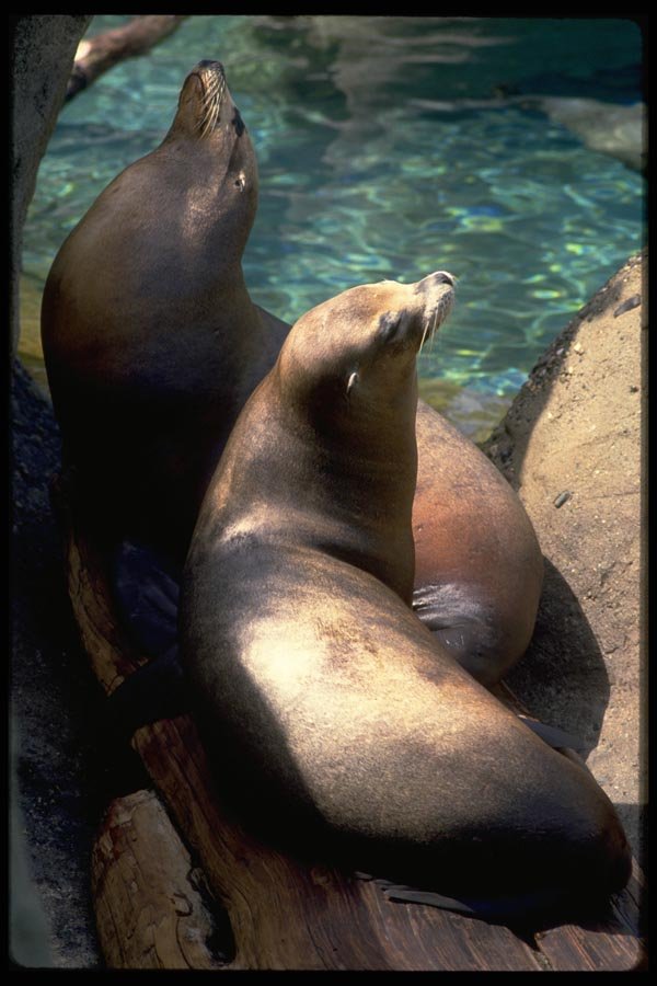 006091 Harbor Seals With Heads Up A4 Photo Print