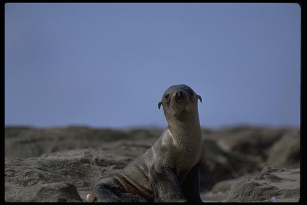 006092 Sea Lion Pup A4 Photo Print