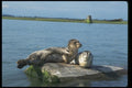 006093 Spotted Seals A4 Photo Print