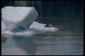 006094 Seal On Ice Flow A4 Photo Print