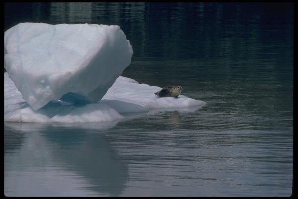 006094 Seal On Ice Flow A4 Photo Print