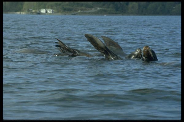 006095 Sea Lions Swimming On Backs A4 Photo Print