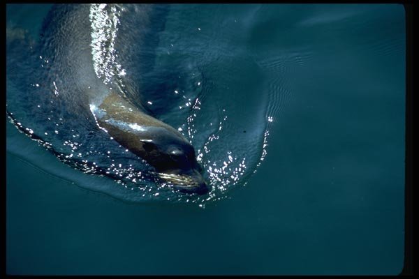 006096 Sea Lion Swimming A4 Photo Print