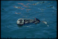006097 Otter On Back In Water A4 Photo Print