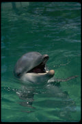 006098 Dolphin Head Out Of Water A4 Photo Print