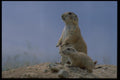 006099 Prairie Dog Mother And Baby A4 Photo Print